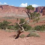 Pinus edulis Hoja