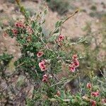 Atraphaxis spinosa Flor