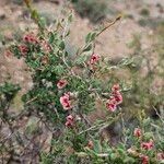 Atraphaxis spinosa Flower