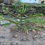 Araucaria araucana Habit