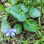 Viola × melissifolia Habit