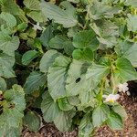 Begonia hirtella 整株植物