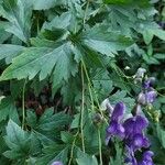 Aconitum variegatum Blomst