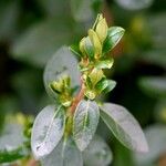 Buchozia japonica Blatt