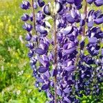 Lupinus polyphyllus Blomst