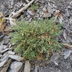 Oxytropis campestris Natur