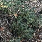 Astragalus granatensis Liść