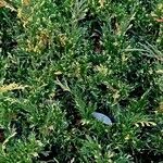 Juniperus sabina 形態