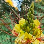 Caesalpinia gilliesii花