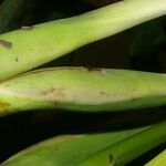 Philodendron rothschuhianum Corteza