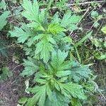 Artemisia princeps List