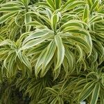 Dracaena reflexaFulla