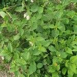 Lantana viburnoides Blad