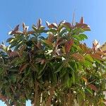 Ficus elastica Feuille