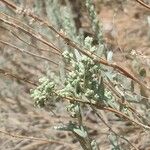 Artemisia tridentata 葉