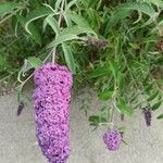 Buddleja davidiiLeaf