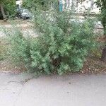 Halimodendron halodendron Hábito