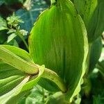 Cephalanthera damasonium ᱥᱟᱠᱟᱢ