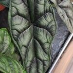 Alocasia baginda Лист