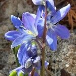 Scilla siberica Blomst