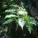 Dryopteris expansa Leaf