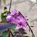 Spathoglottis plicata Flor