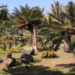 Cycas pectinata Tervik taim