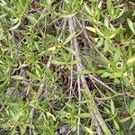 Pemphis acidula Blüte