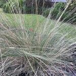 Muhlenbergia lindheimeri Лист