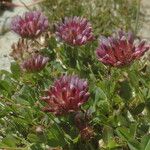 Trifolium wormskioldii عادت داشتن