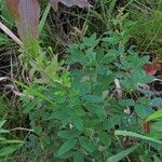 Lespedeza violacea Plante entière