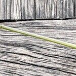 Poa pratensis Rusk