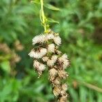 Solidago giganteaFlower