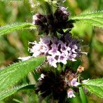 Mentha arvensis Цвят