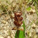 Prunella grandiflora Gyümölcs