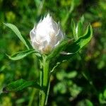 Centaurea aplolepa Virág