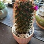 Mammillaria backebergiana Frunză