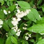 Deutzia crenata फूल