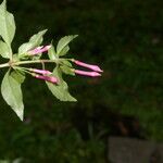 Fuchsia microphylla Cvet