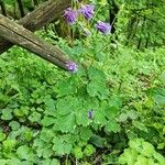 Aquilegia nigricansLeaf