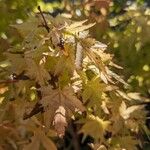 Acer shirasawanum Leaf