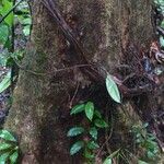 Sterculia pruriens Bark