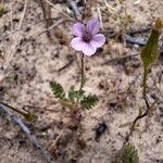 Erodium lebelii Floro