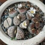 Lithops karasmontana Leaf