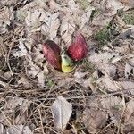Symplocarpus foetidus Flor