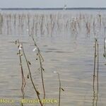 Lobelia dortmanna Sonstige