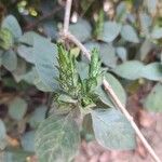 Eranthemum pulchellum叶