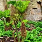 Gunnera tinctoria Blatt