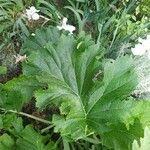 Crambe hispanica Leaf