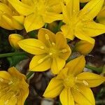 Allium moly Flower